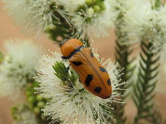 Temognatha martini