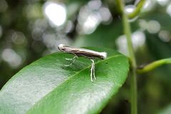 Epicephala lativalvaris