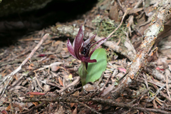 Chiloglottis grammata