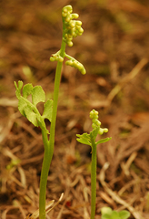 Botrychium crenulatum