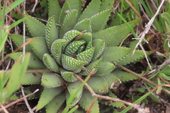 Haworthiopsis fasciata
