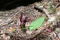 Chiloglottis grammata