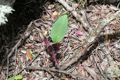 Chiloglottis grammata