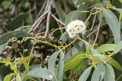 Eucalyptus nitida