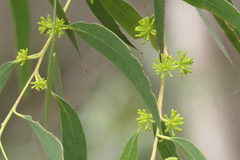 Eucalyptus nitida