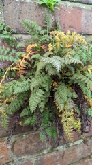Corydalis cheilanthifolia