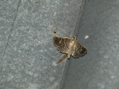 Microthyris prolongalis