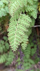 Corydalis cheilanthifolia