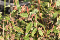 Lasiopetalum macrophyllum