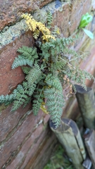 Corydalis cheilanthifolia
