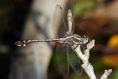 Gomphurus ozarkensis