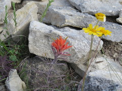 Castilleja lindheimeri