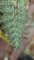 Corydalis cheilanthifolia