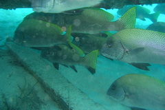 Diagramma melanacrum