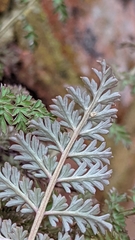 Corydalis cheilanthifolia
