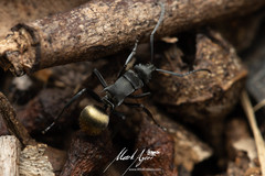 Polyrhachis tubifera