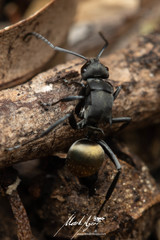 Polyrhachis tubifera
