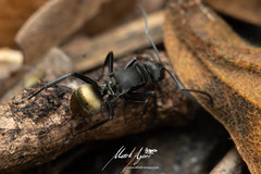 Polyrhachis tubifera