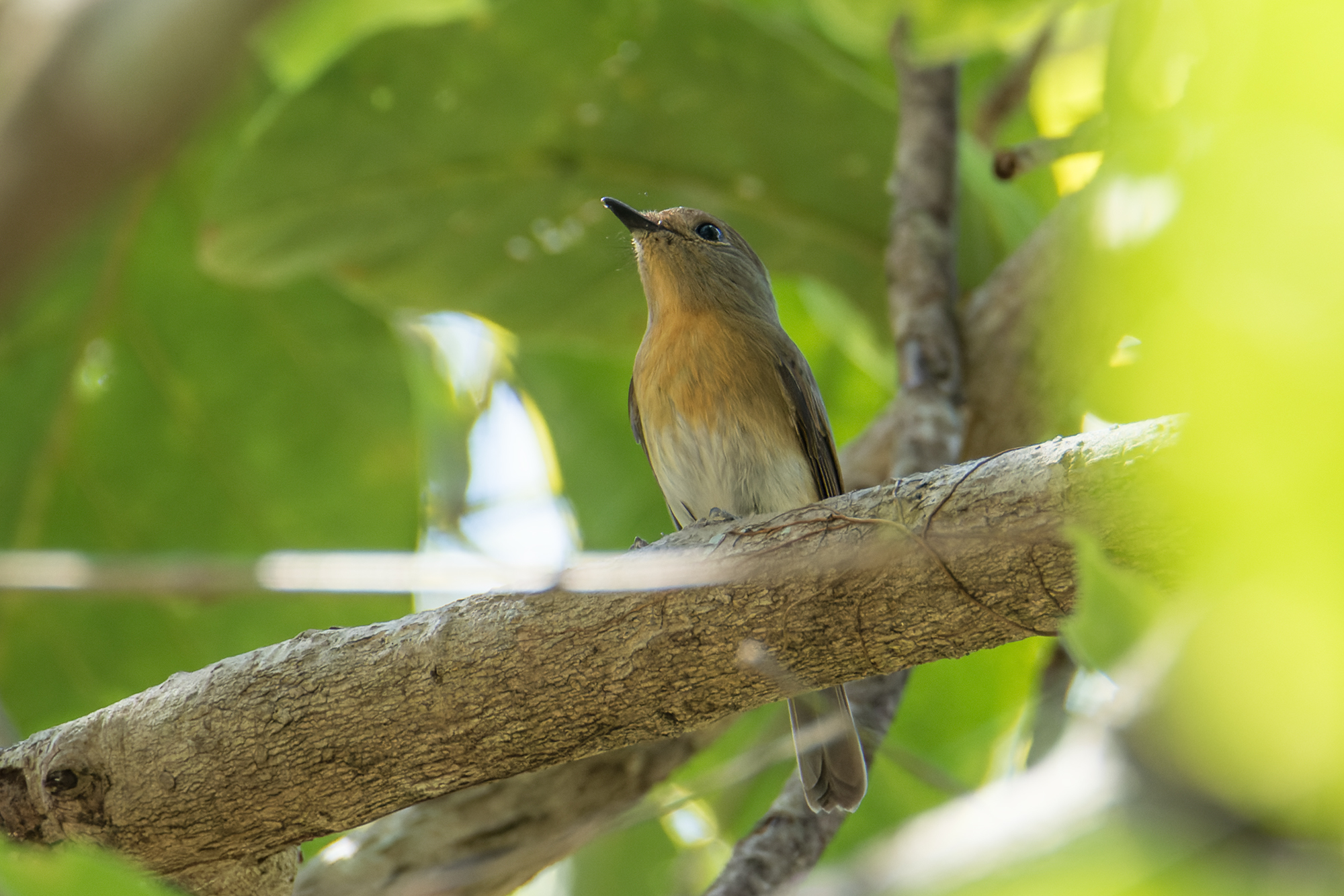 Chinese Blue Flycatcher