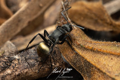 Polyrhachis tubifera