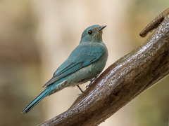 Verditer Flycatcher photo 2