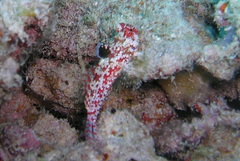 Synchiropus moyeri