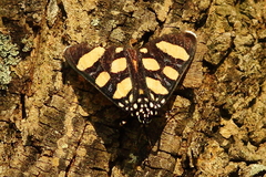 Heraclia africana