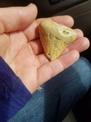 Carcharodon megalodon