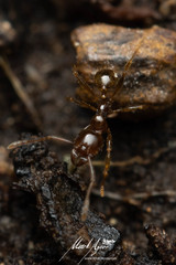 Pheidole vigilans