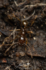 Pheidole vigilans