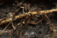 Pheidole vigilans