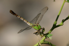 Ophiogomphus westfalli