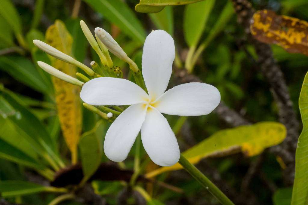 Frangipani