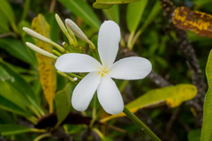 Plumeria tuberculata
