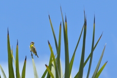 Crithagra citrinipectus