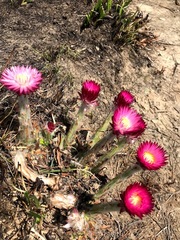 Helichrysum ecklonis