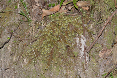 Ptychomnion aciculare