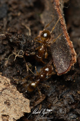 Pheidole vigilans