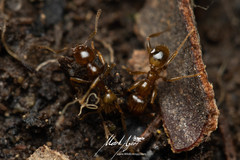 Pheidole vigilans