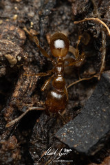 Pheidole vigilans