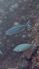 Caesio caerulaurea
