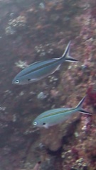 Caesio caerulaurea