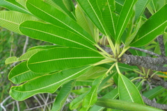 Plumeria tuberculata