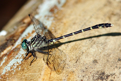 Stylogomphus sigmastylus