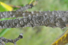 Plumeria tuberculata