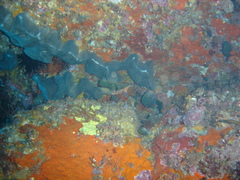 Stelletta conulosa