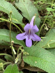 Streptocarpus cyaneus