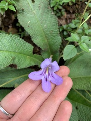 Streptocarpus cyaneus