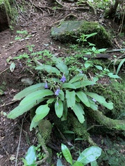Streptocarpus cyaneus