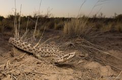 Bothrops ammodytoides